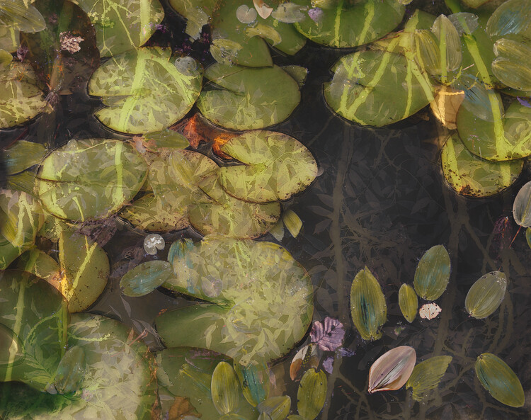 Ilustrace Pond plants, Nel Talen, 40x30 cm