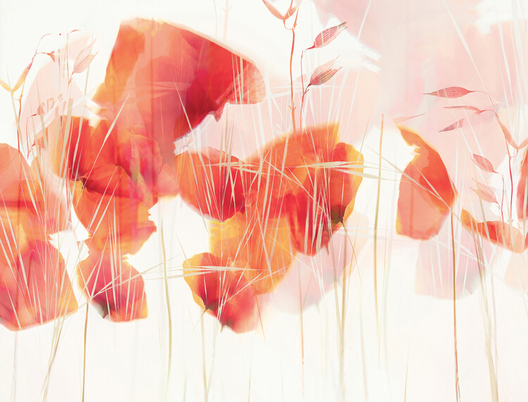 Ilustrace Modern poppies, Nel Talen, (40 x 30 cm)