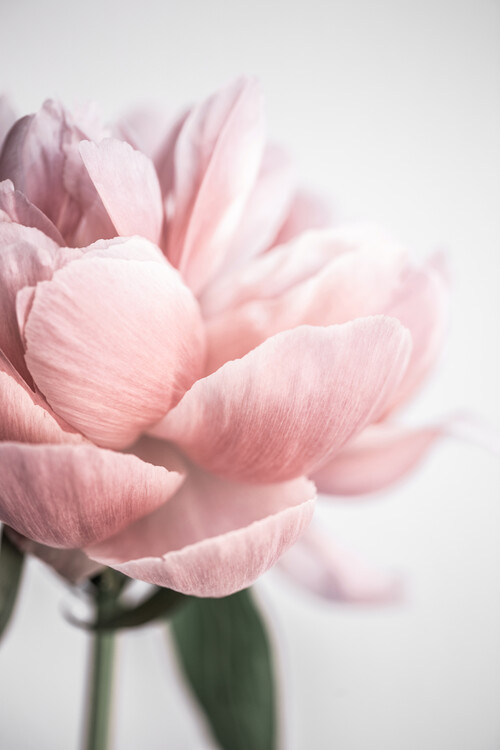 Fotografie Peony 3, Mareike Böhmer, 26.7x40 cm