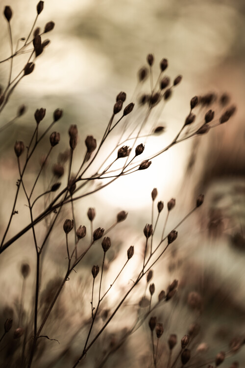 Fotografie Autumn Lights, Mareike Böhmer, 26.7x40 cm