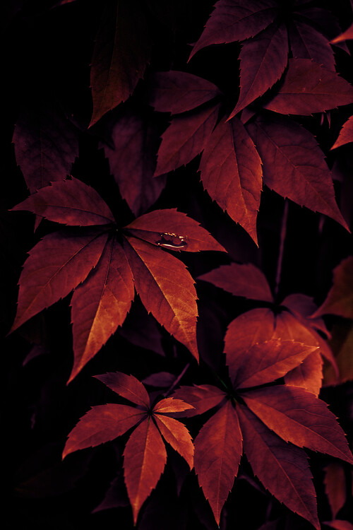 Fotografie Dark Leaves, Mareike Böhmer, (26.7 x 40 cm)