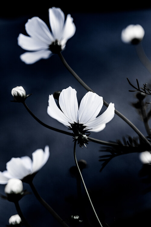 Fotografie Wild Flowers, Mareike Böhmer, 26.7x40 cm