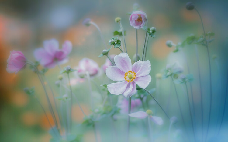 Fotografie Anemone, Miyako Koumura, (40 x 24.6 cm)