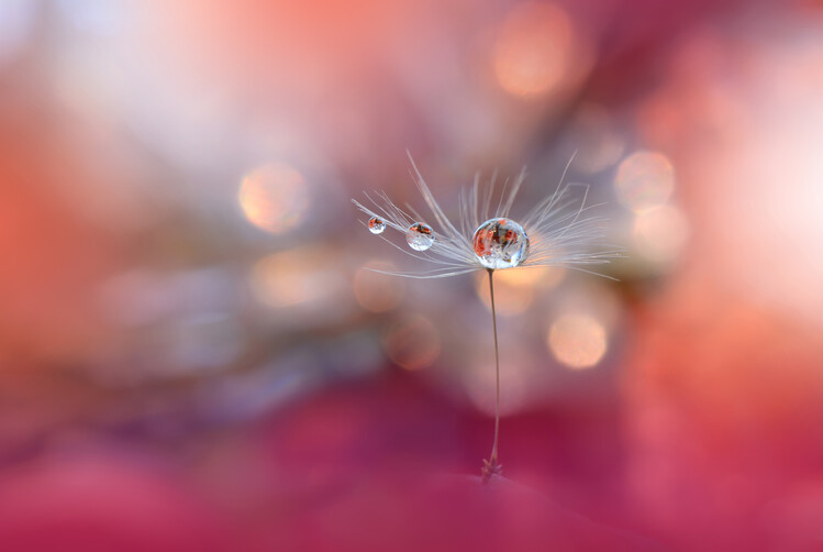 Fotografie Colors of Love…, Juliana Nan, (40 x 26.7 cm)