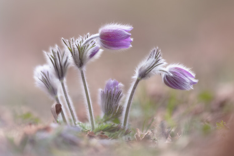 Fotografie Mountain Pasqueflower, Fabrizio Daminelli, (40 x 26.7 cm)