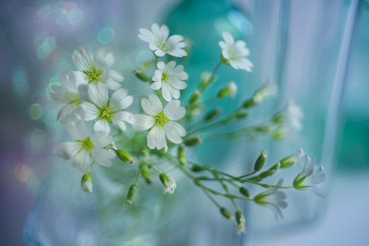 Fotografie White spring, Shihya Kowatari, (40 x 26.7 cm)