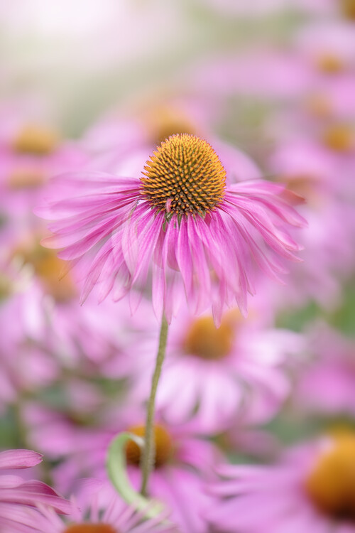 Fotografie Summer Vibes, Jacky Parker, (26.7 x 40 cm)