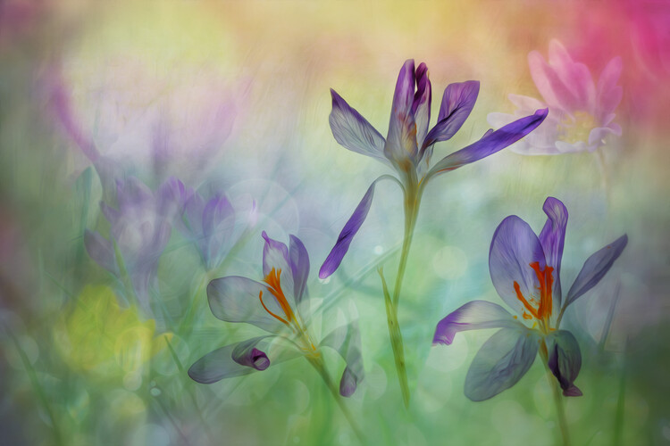 Fotografie A bouquet of springflowers, Hilda van der Lee, (40 x 26.7 cm)