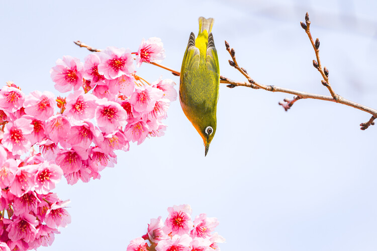 Fotografie Early spring, Fabrizio Daminelli, 40x26.7 cm