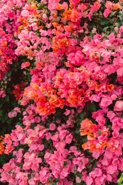 Fotografie California Blooms, Bethany Young, (26.7 x 40 cm)