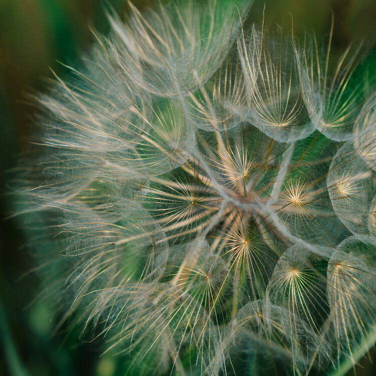 Fotografie Summer Dandelion, Bethany Young, (40 x 40 cm)