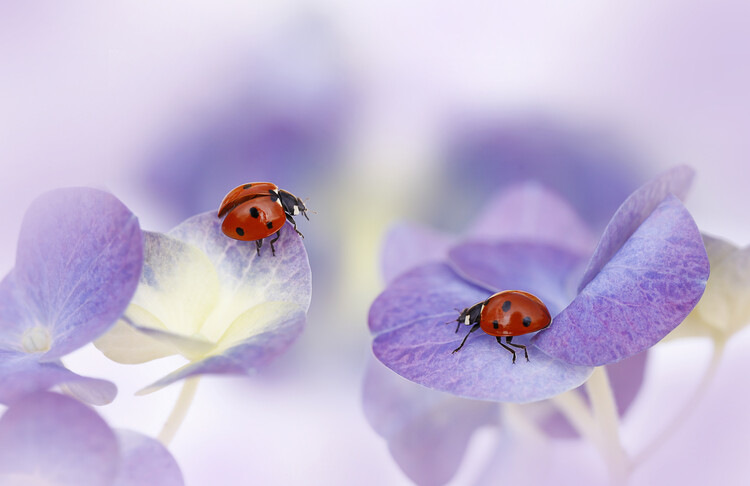 Fotografie Red and purple, Ellen van Deelen, 40x26.7 cm