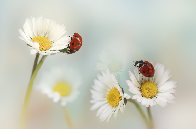 Fotografie Springtime, Ellen van Deelen, 40x26.7 cm