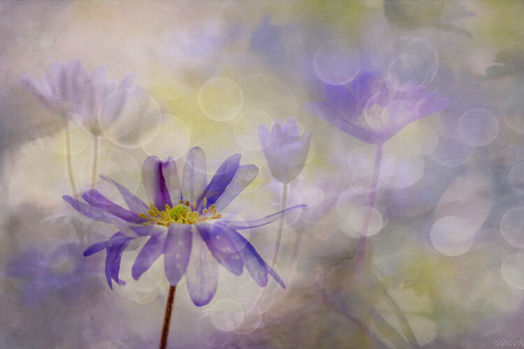 Fotografie Pastel party, Hilda van der Lee, 40x26.7 cm