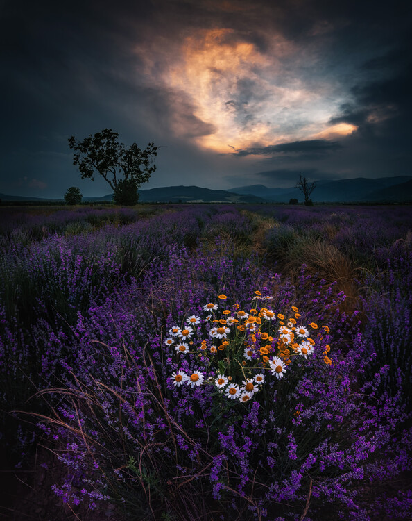 Fotografie Lavender, Jeni Madjarova, 30x40 cm