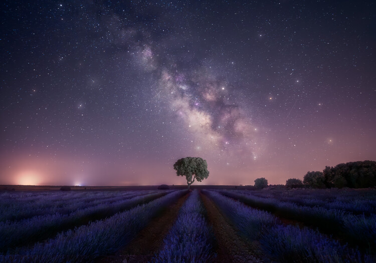 Fotografie Lavender fields nightshot, joanaduenas, 40x26.7 cm