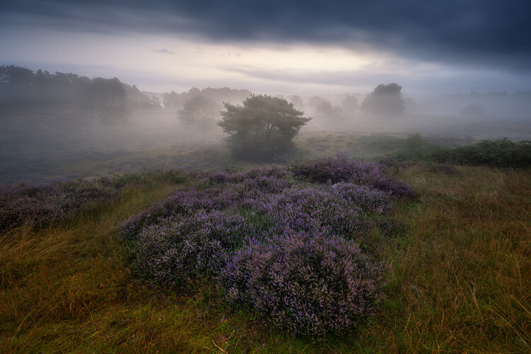 Fotografie Heather impressions, Adam Pachula, 40x26.7 cm