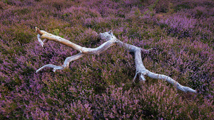 Fotografie Heather field, Kutub Uddin, (40 x 22.5 cm)