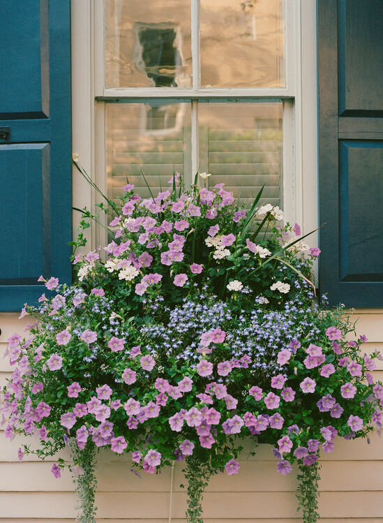 Fotografie Charleston Blooms II, Bethany Young, 30x40 cm