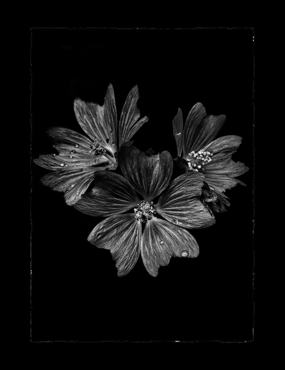 Plakát Backyard Flowers In Black And White No 11 with Border