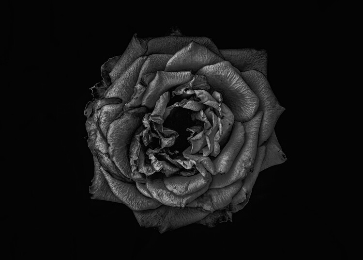 Plakát Backyard Flowers In Black And White No 110 Version 1