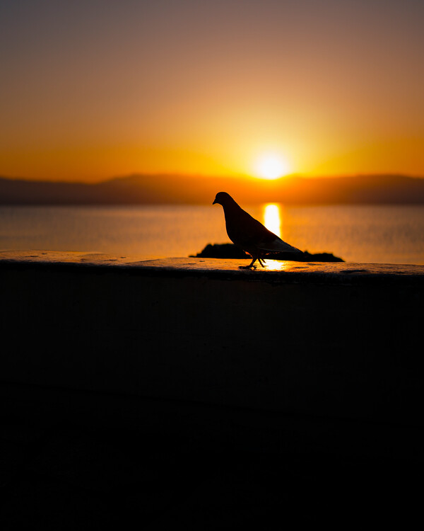 Plakát Západ slnka, sunset, more, sea, vták