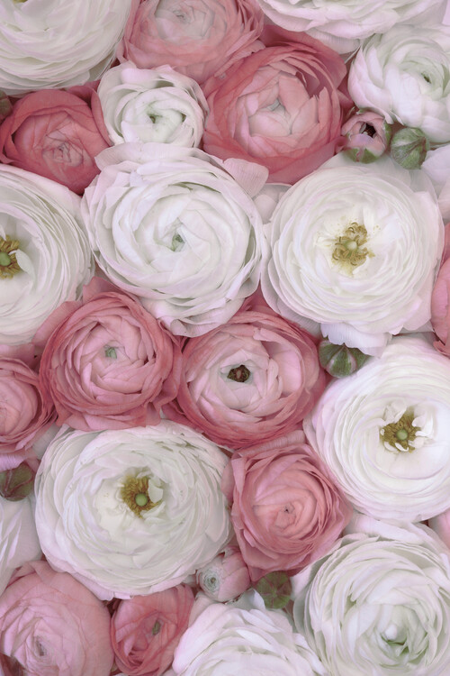 Plakát Scattered ranunculus in muted pink II