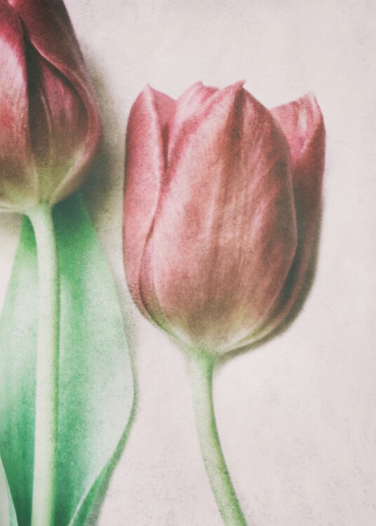 Plakát The Spring Lovers