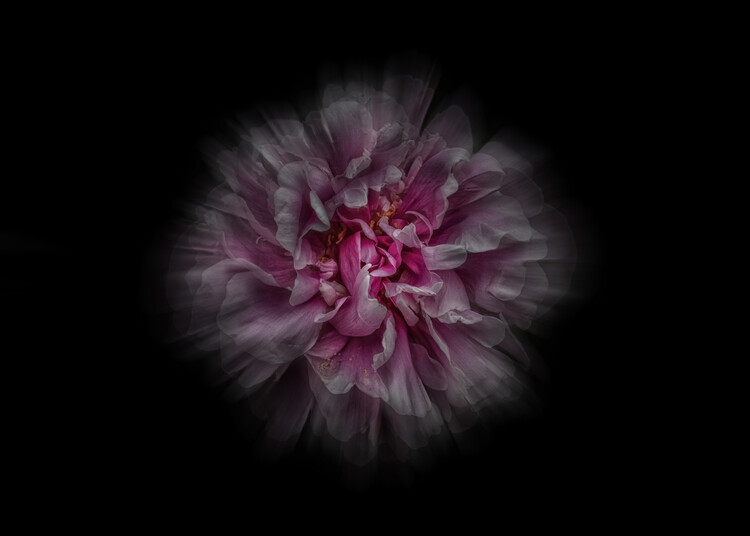 Plakát Backyard Flowers No 116 Color Flow Version