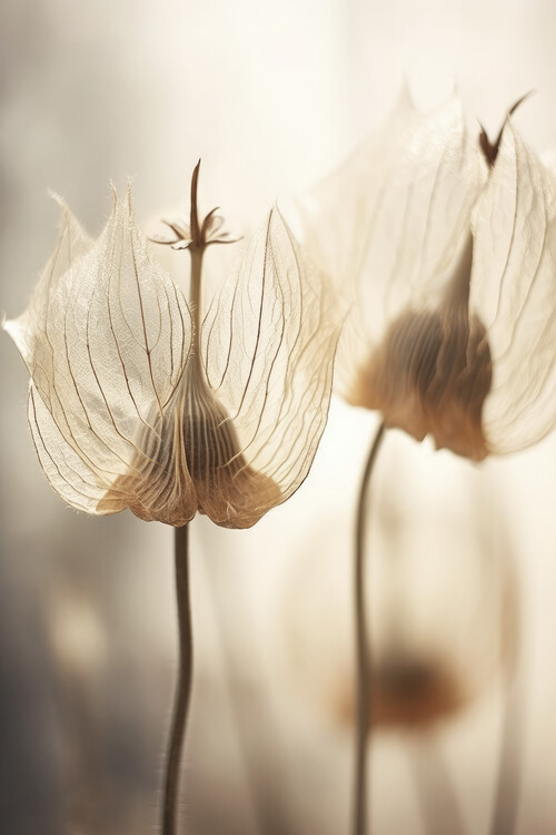 Obraz na plátně Whispering Petals