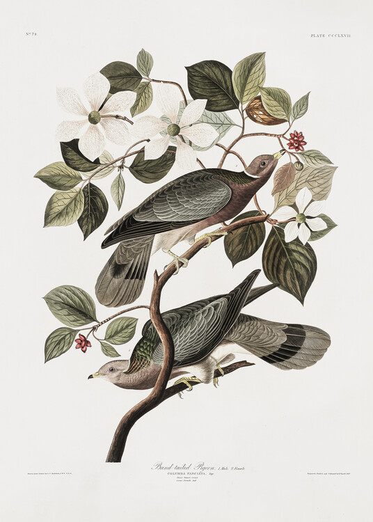 Plakát Brand Tailed Pigeon From Birds Of America (1827)