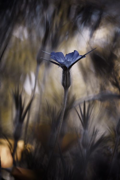 Fotografie de artă The Blue Crown