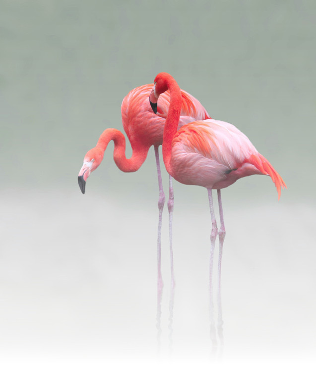 Photo pink flamingos in sun