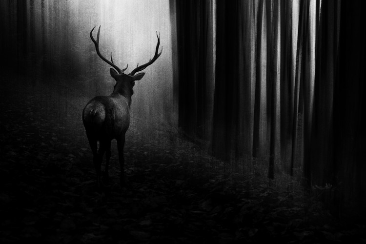 Art Photography Stag