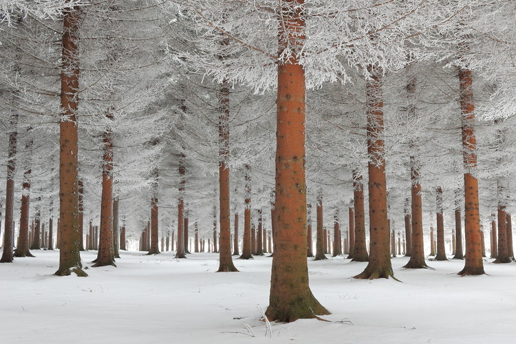 Kunstfotografie magical forest