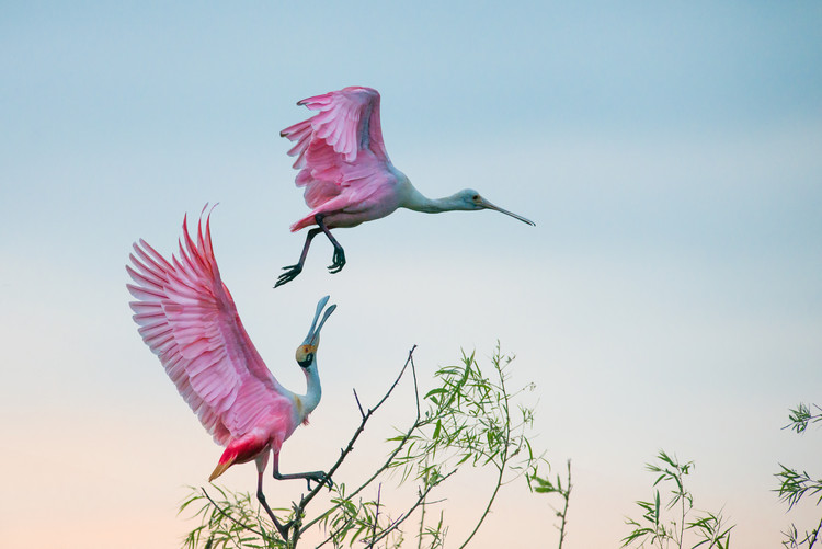 Art Photography Rosy pair (Roseate Spoonbills)