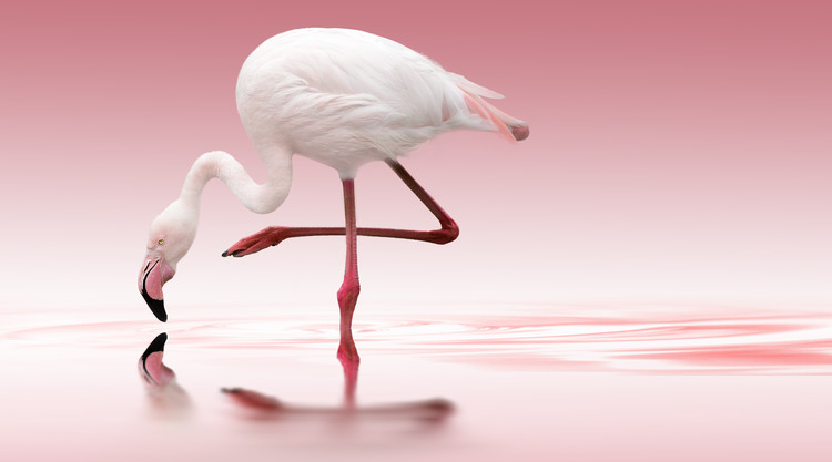 Art Photography Pink Flamingo