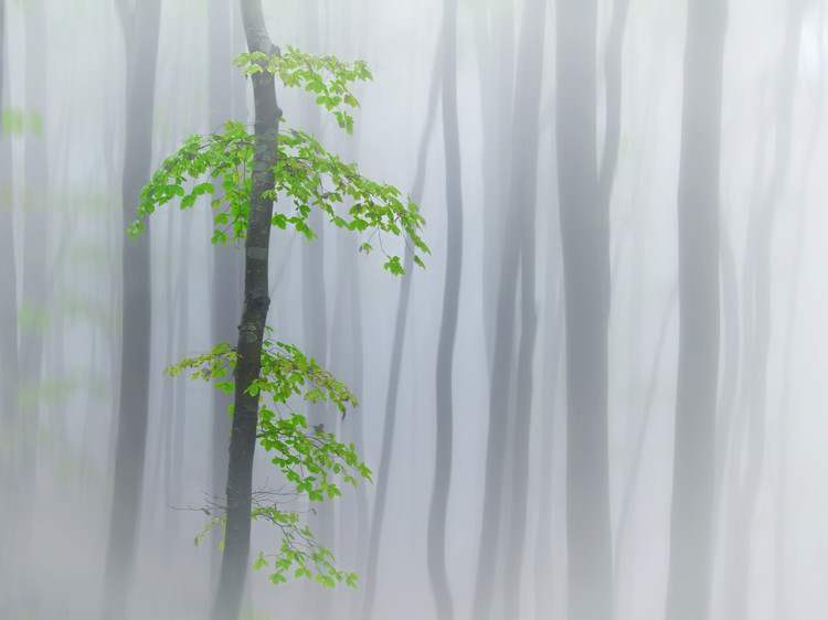 Fotografie de artă the fog and leaves