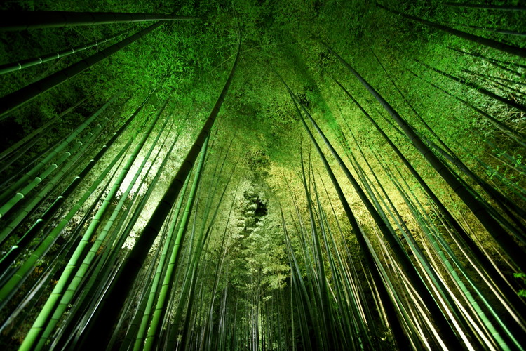 Art Photography Bamboo night