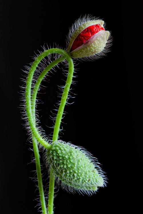 Art Photography Interlaced