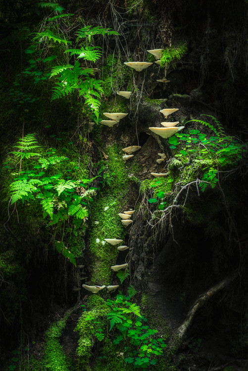 Fotografie Mushroom Wall, Petri	Damstén, 26.7x40 cm