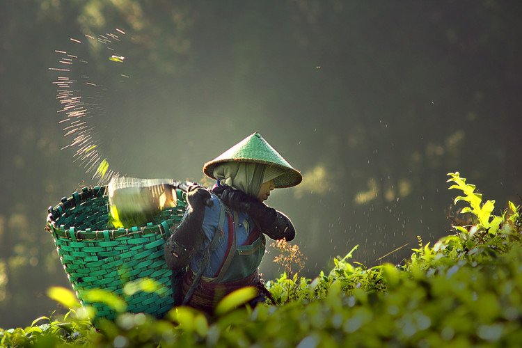 Fotografie de artă tea pickers