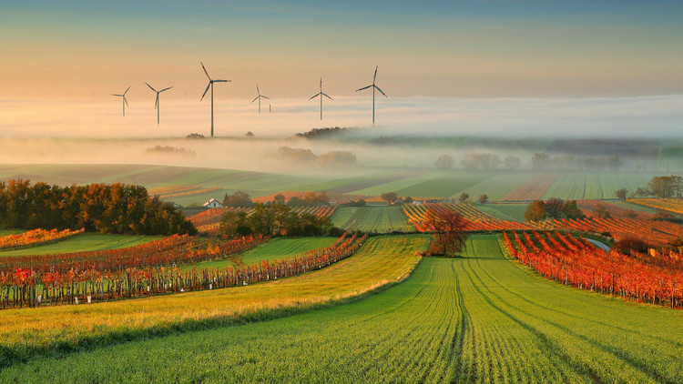 Fototapeta Autumn Atmosphere in Vineyards