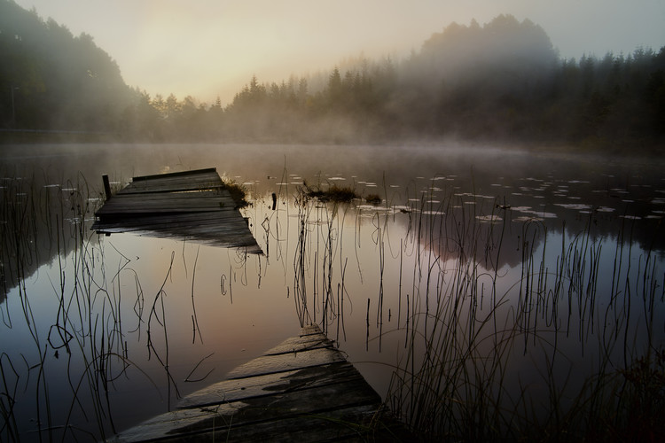 Fototapeta In the misty morning