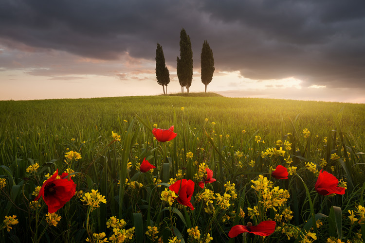 Art Photography Blooming Tuscany