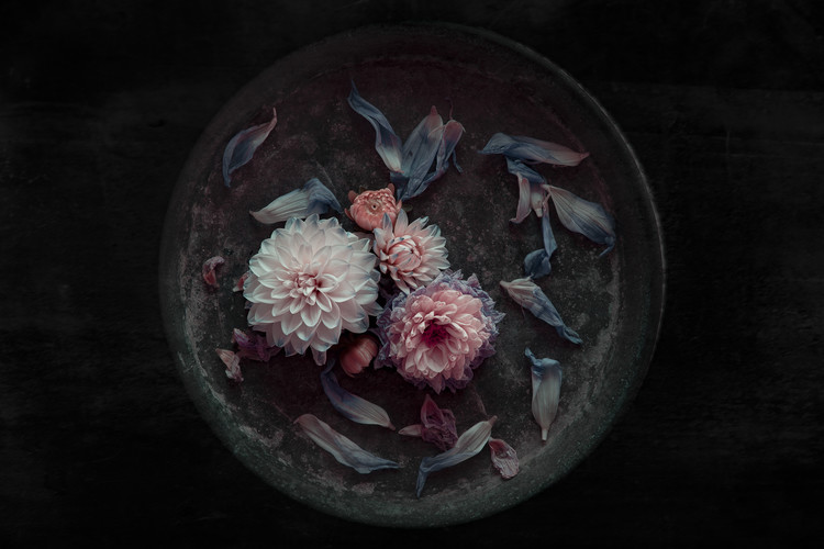 Kunstfotografie Dahlia on their last