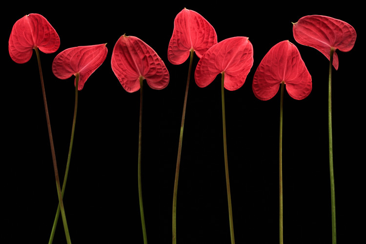 Art Photography Botanical hearts