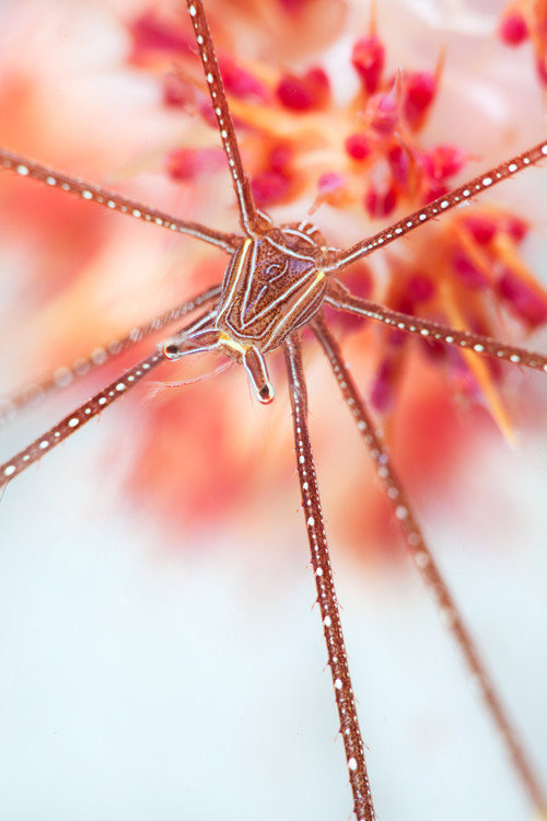 Art Photography Snow flower