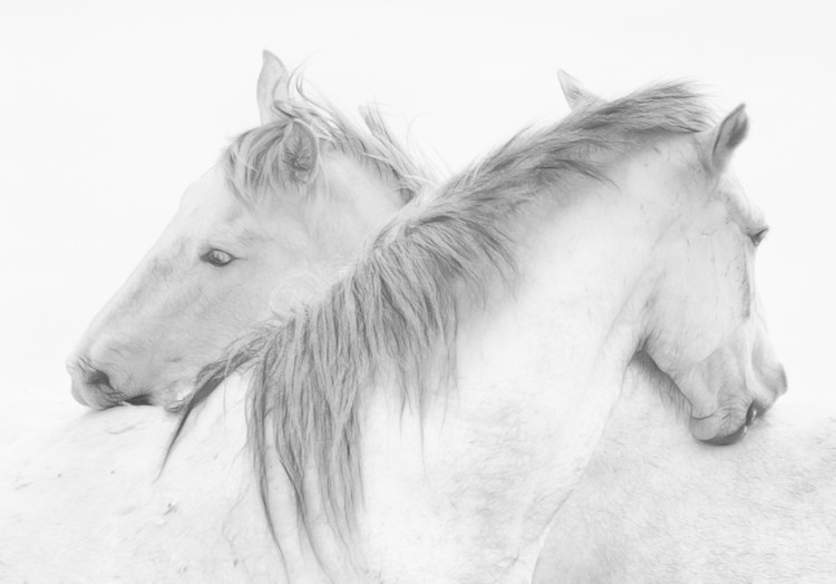 Canvas Print Horses