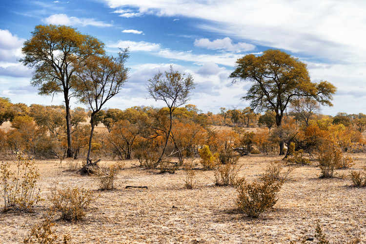 Fotográfia African Savannah Landscape